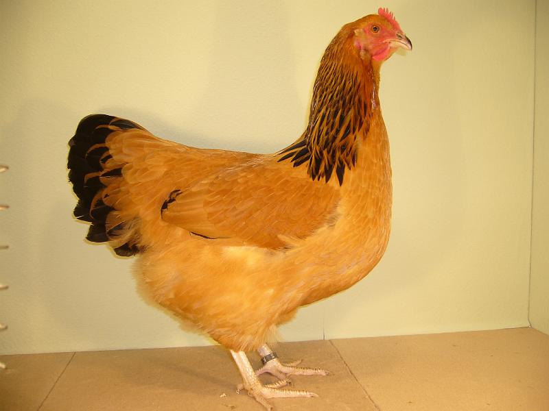 Muenster 2008 046.jpg - Sussex gelb-schwarzcolumbia von Paul Schubert Preis V97 LVE